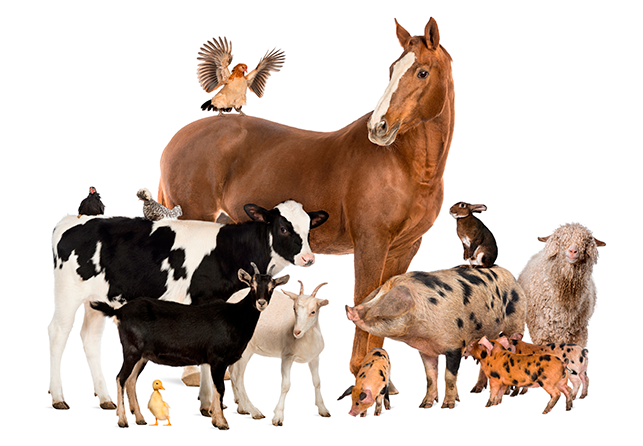 Farmavete immagine animali da reddito