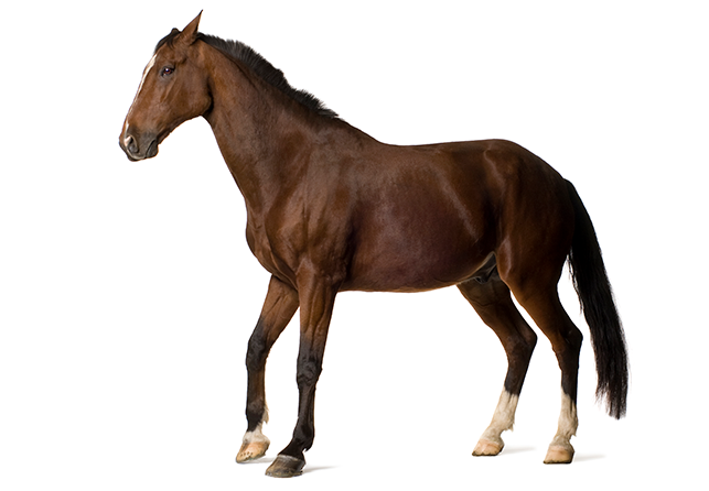 Farmavete immagine cavallo sportivo marrone
