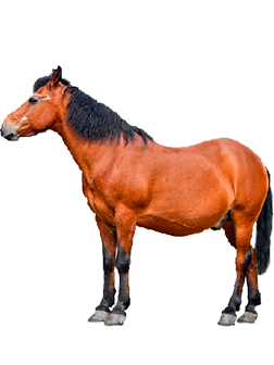 Farmavete immagine cavallo sportivo