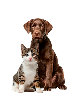 Farmavete immagine cane e gatto